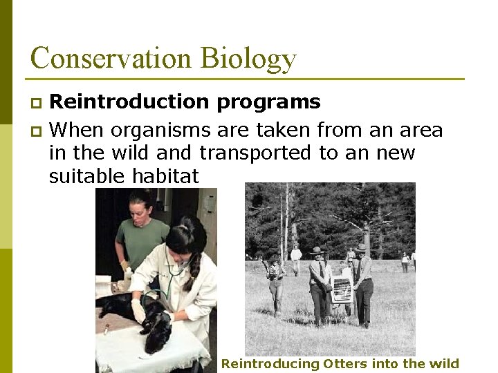 Conservation Biology Reintroduction programs p When organisms are taken from an area in the