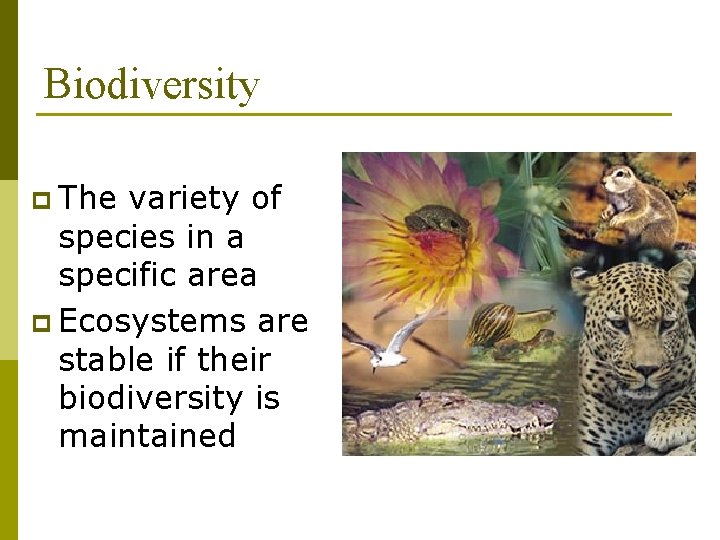 Biodiversity p The variety of species in a specific area p Ecosystems are stable