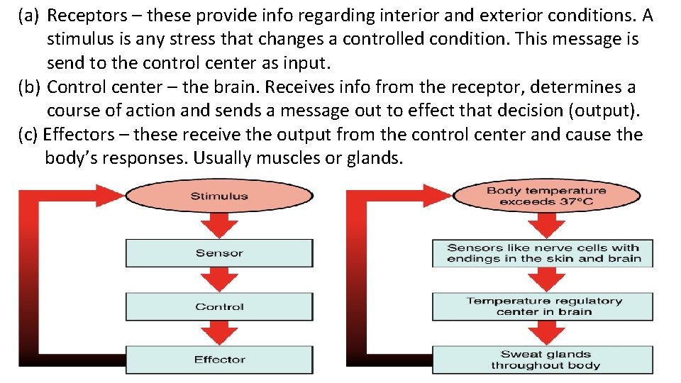 (a) Receptors – these provide info regarding interior and exterior conditions. A stimulus is