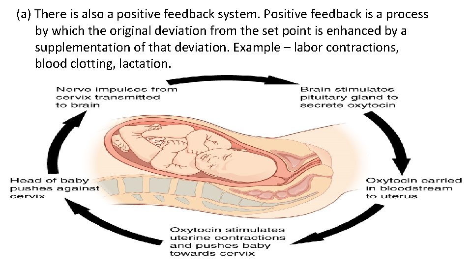(a) There is also a positive feedback system. Positive feedback is a process by