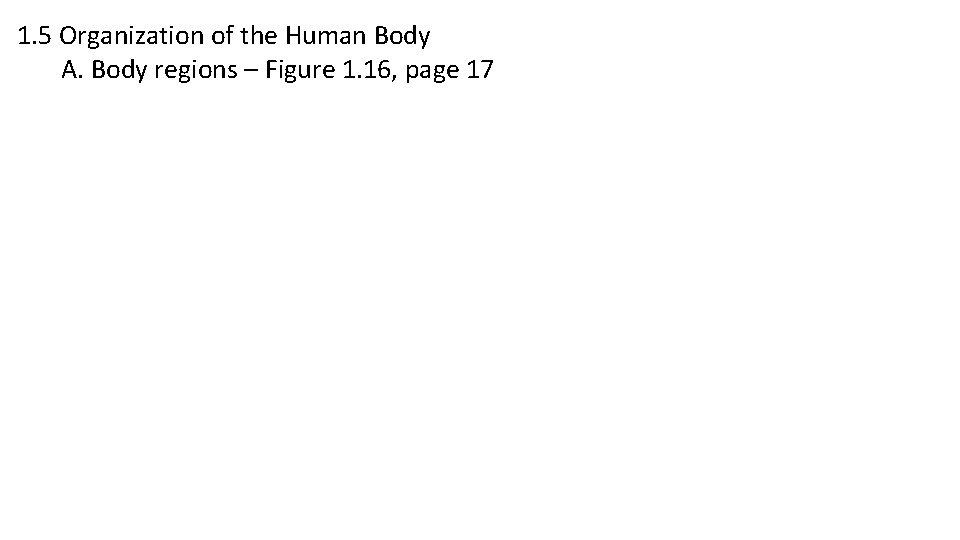 1. 5 Organization of the Human Body A. Body regions – Figure 1. 16,