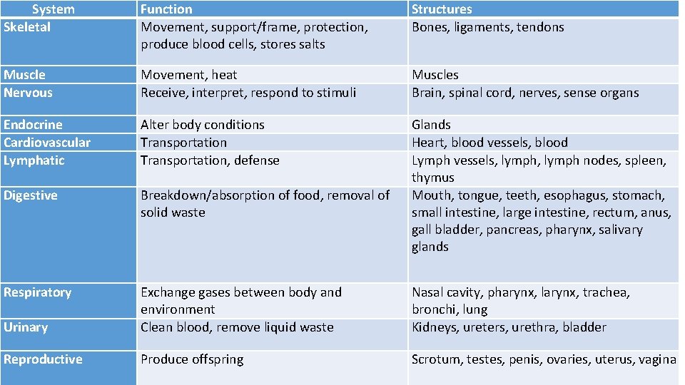 System Skeletal Function Movement, support/frame, protection, produce blood cells, stores salts Structures Bones, ligaments,