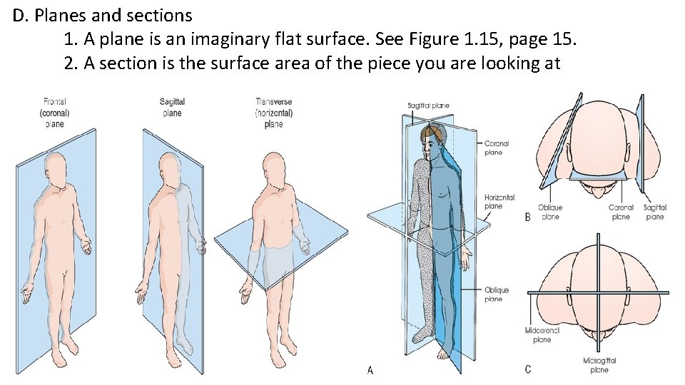 D. Planes and sections 1. A plane is an imaginary flat surface. See Figure