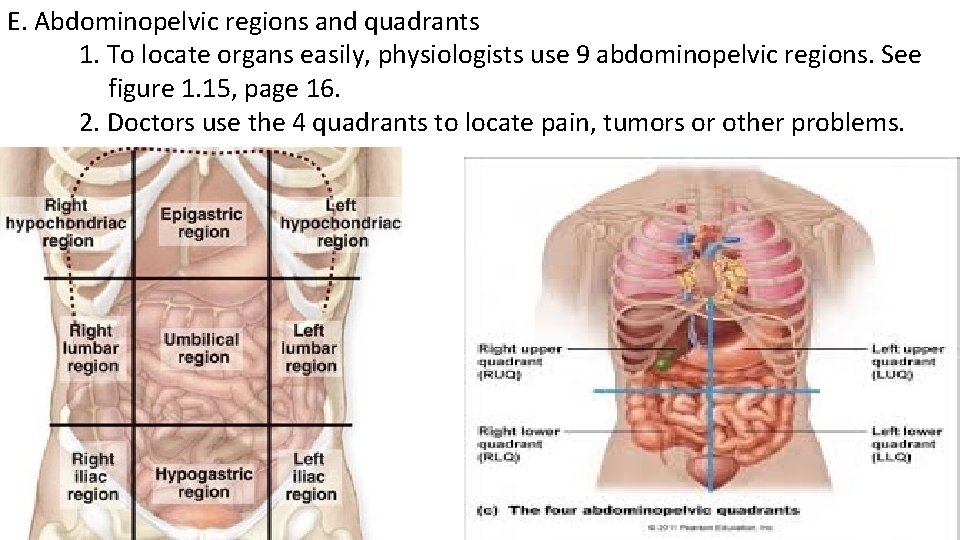 E. Abdominopelvic regions and quadrants 1. To locate organs easily, physiologists use 9 abdominopelvic