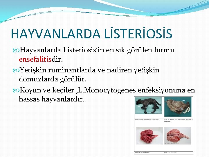 HAYVANLARDA LİSTERİOSİS Hayvanlarda Listeriosis’in en sık görülen formu ensefalitisdir. Yetişkin ruminantlarda ve nadiren yetişkin