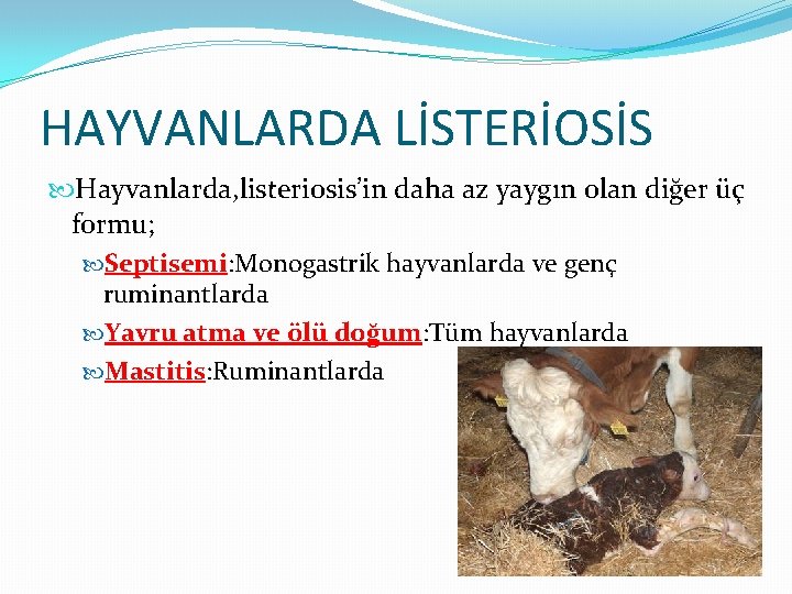 HAYVANLARDA LİSTERİOSİS Hayvanlarda, listeriosis’in daha az yaygın olan diğer üç formu; Septisemi: Monogastrik hayvanlarda