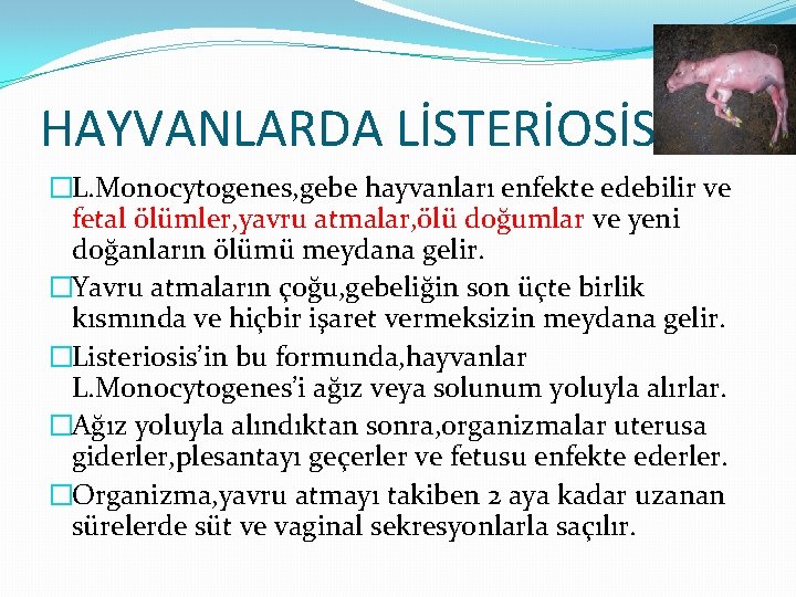 HAYVANLARDA LİSTERİOSİS �L. Monocytogenes, gebe hayvanları enfekte edebilir ve fetal ölümler, yavru atmalar, ölü
