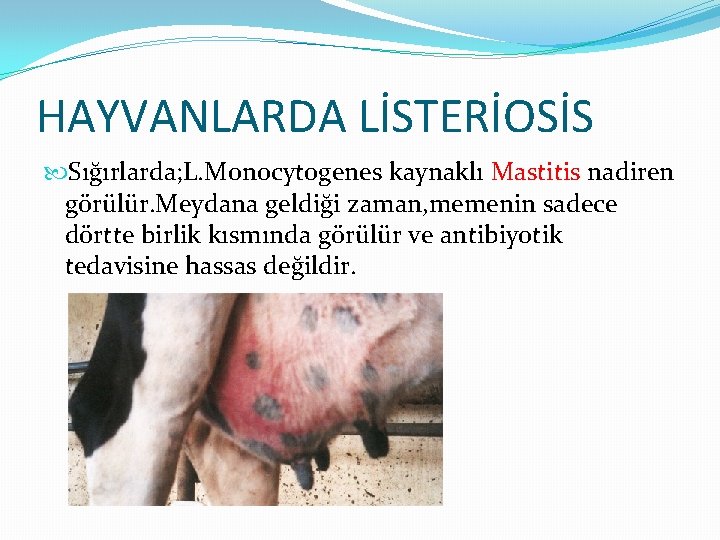 HAYVANLARDA LİSTERİOSİS Sığırlarda; L. Monocytogenes kaynaklı Mastitis nadiren görülür. Meydana geldiği zaman, memenin sadece