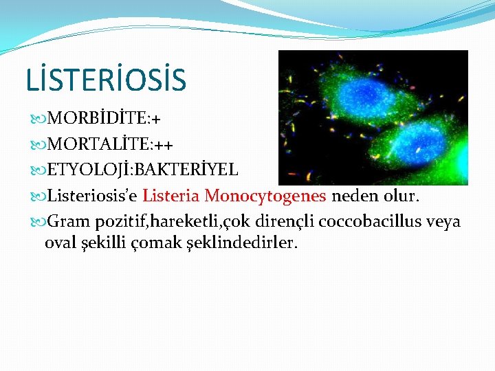 LİSTERİOSİS MORBİDİTE: + MORTALİTE: ++ ETYOLOJİ: BAKTERİYEL Listeriosis’e Listeria Monocytogenes neden olur. Gram pozitif,