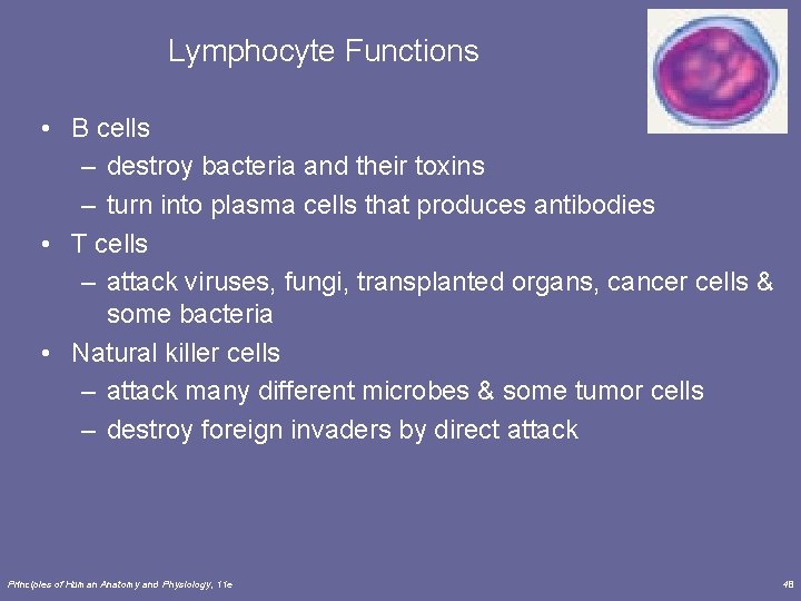 Lymphocyte Functions • B cells – destroy bacteria and their toxins – turn into