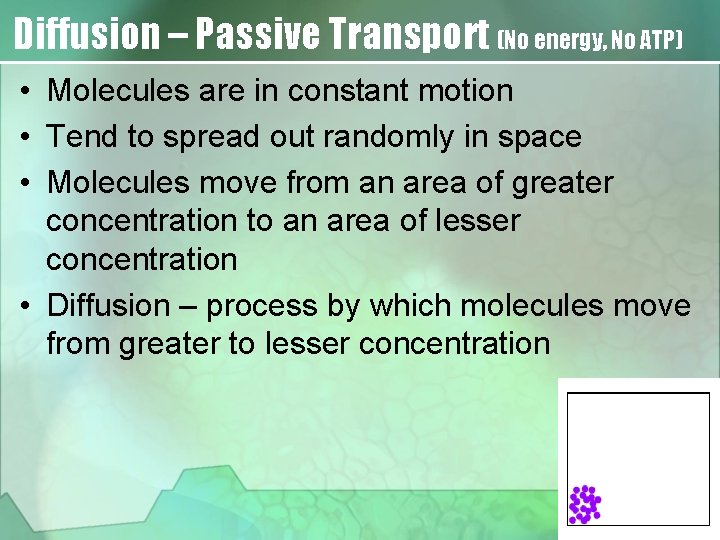 Diffusion – Passive Transport (No energy, No ATP) • Molecules are in constant motion