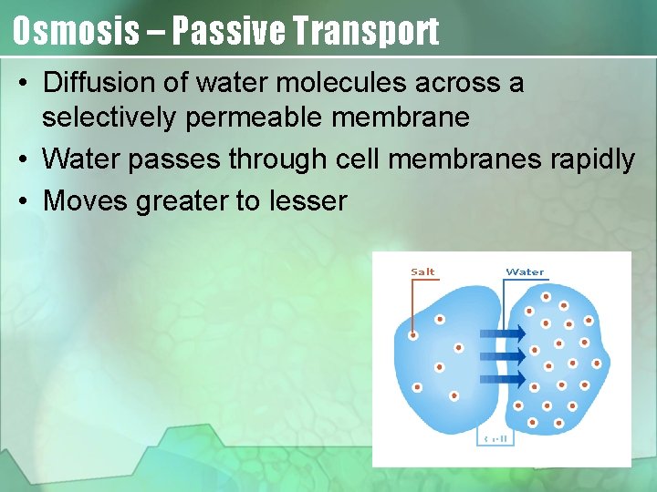 Osmosis – Passive Transport • Diffusion of water molecules across a selectively permeable membrane
