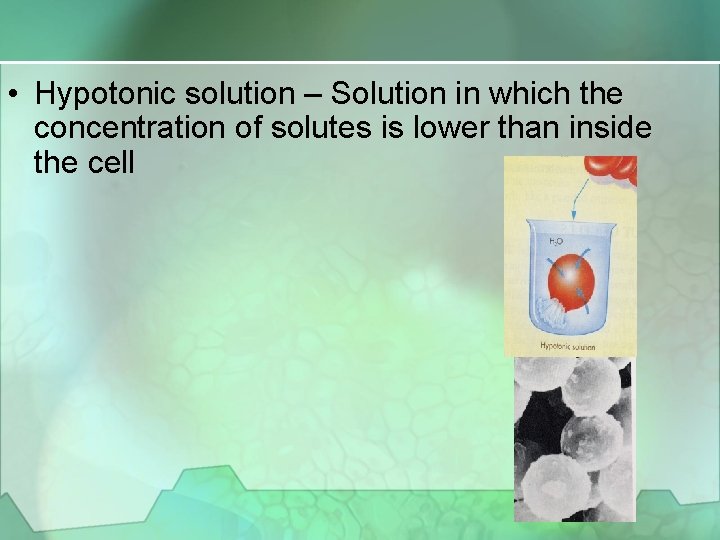  • Hypotonic solution – Solution in which the concentration of solutes is lower