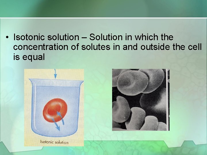  • Isotonic solution – Solution in which the concentration of solutes in and