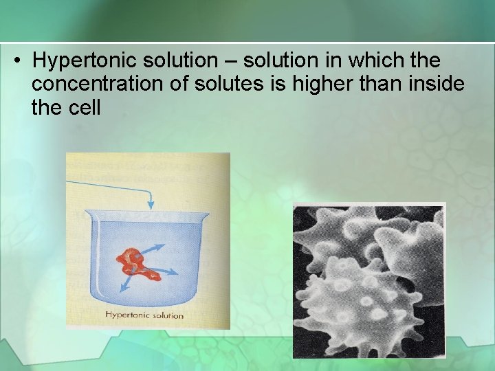  • Hypertonic solution – solution in which the concentration of solutes is higher