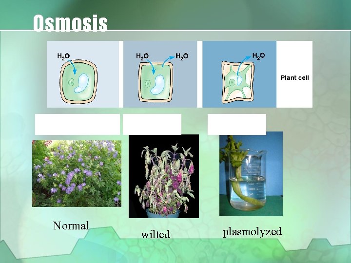 Osmosis Hypotonic Normal Isotonic wilted Hypertonic plasmolyzed 