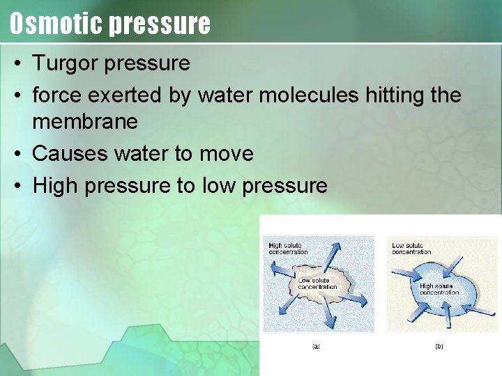 Osmotic pressure • Turgor pressure • force exerted by water molecules hitting the membrane