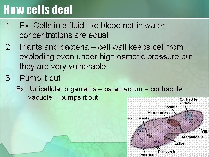 How cells deal 1. Ex. Cells in a fluid like blood not in water