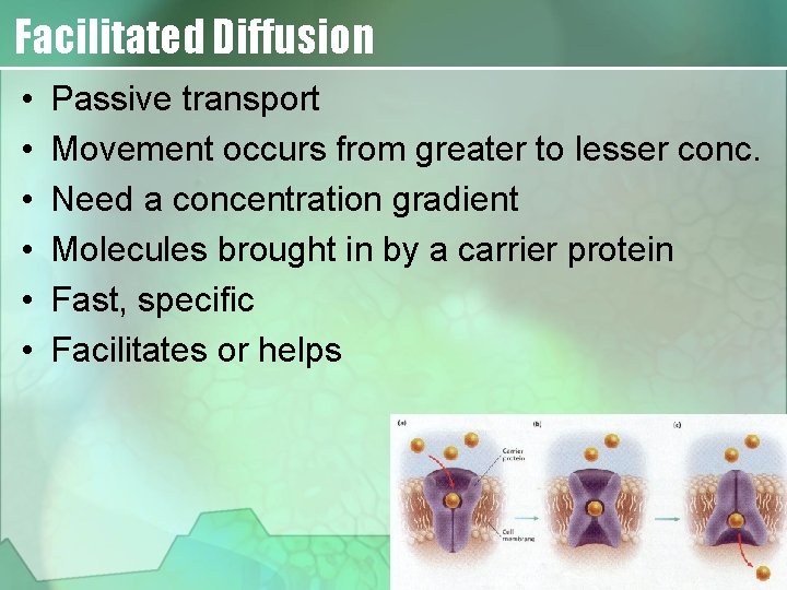 Facilitated Diffusion • • • Passive transport Movement occurs from greater to lesser conc.