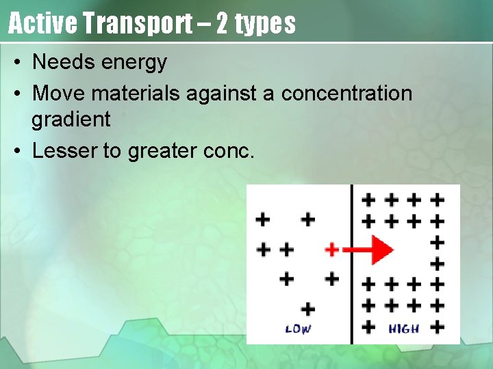 Active Transport – 2 types • Needs energy • Move materials against a concentration