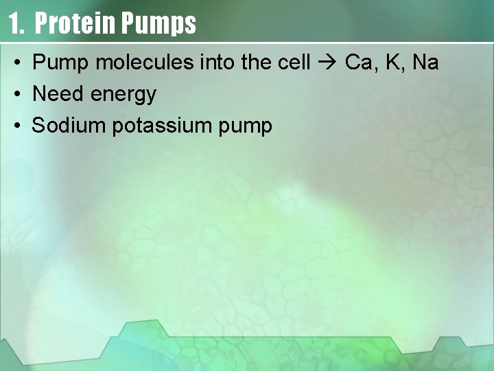 1. Protein Pumps • Pump molecules into the cell Ca, K, Na • Need