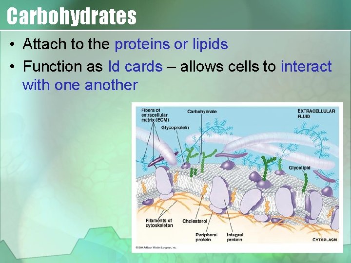 Carbohydrates • Attach to the proteins or lipids • Function as Id cards –