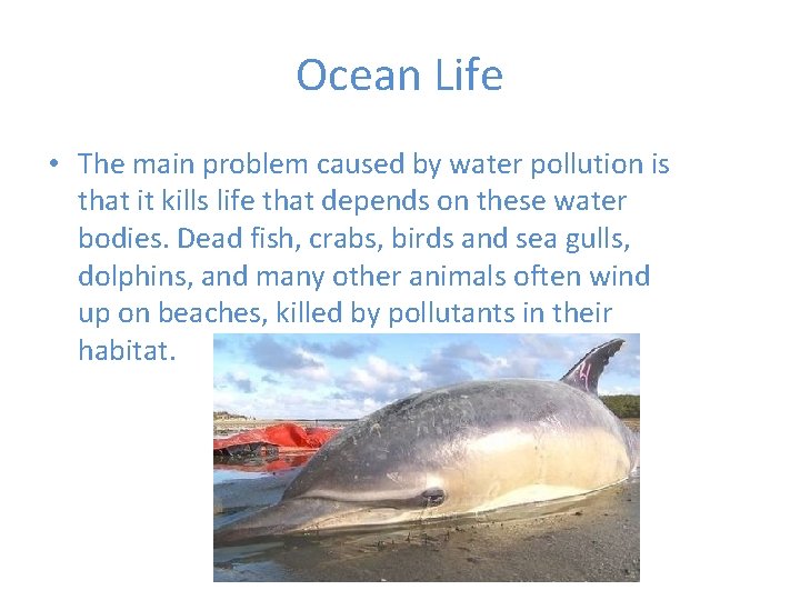Ocean Life • The main problem caused by water pollution is that it kills