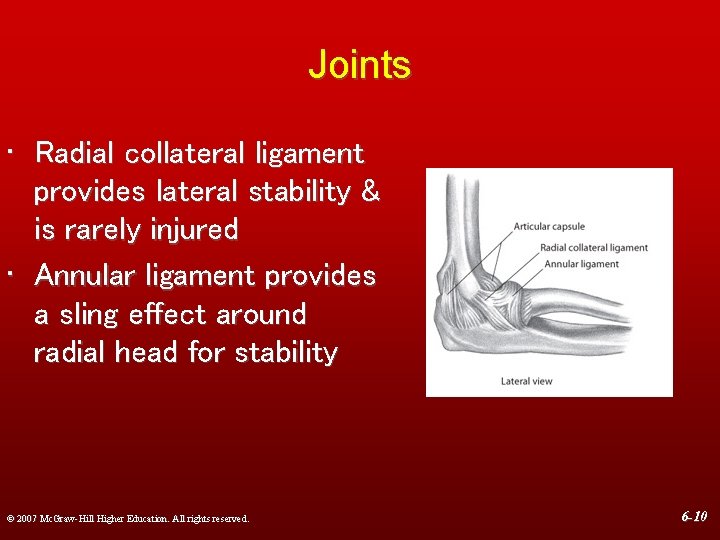 Joints • Radial collateral ligament provides lateral stability & is rarely injured • Annular