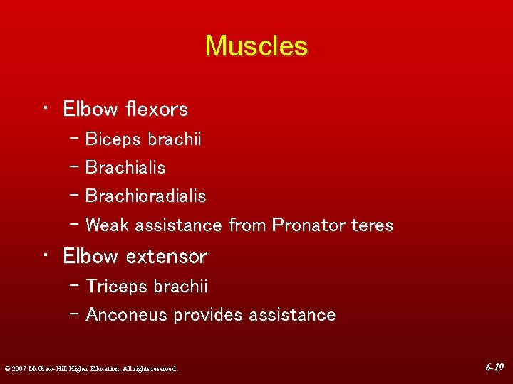 Muscles • Elbow flexors – Biceps brachii – Brachialis – Brachioradialis – Weak assistance