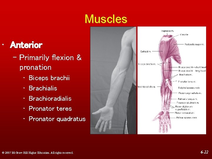 Muscles • Anterior – Primarily flexion & pronation • • • Biceps brachii Brachialis