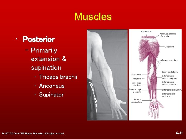 Muscles • Posterior – Primarily extension & supination • Triceps brachii • Anconeus •