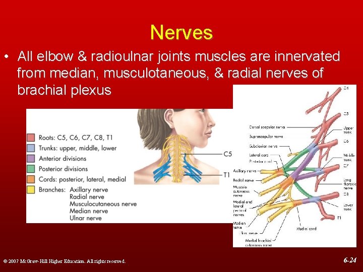 Nerves • All elbow & radioulnar joints muscles are innervated from median, musculotaneous, &