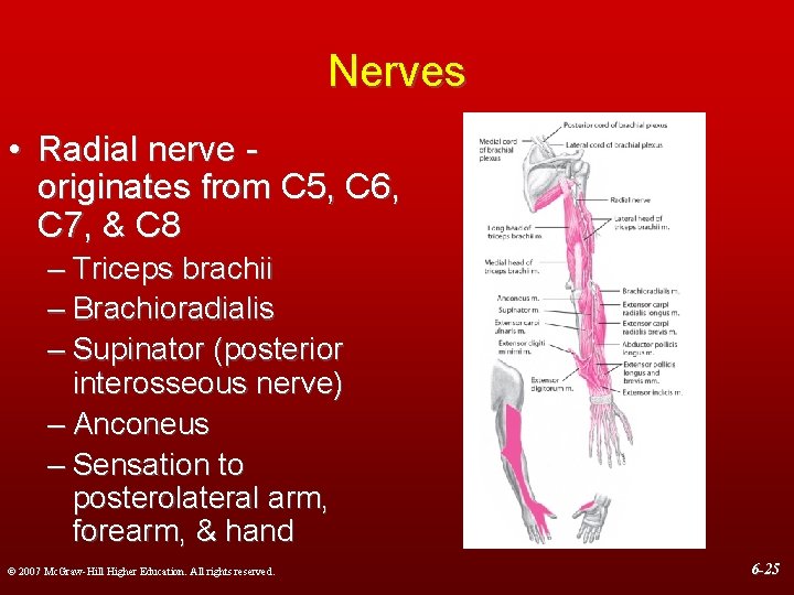 Nerves • Radial nerve originates from C 5, C 6, C 7, & C