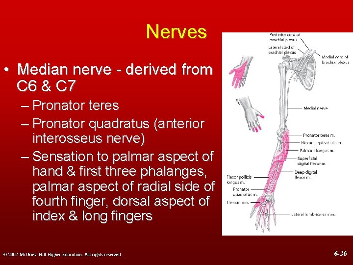 Nerves • Median nerve - derived from C 6 & C 7 – Pronator