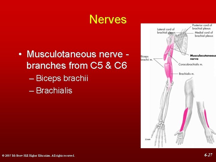 Nerves • Musculotaneous nerve branches from C 5 & C 6 – Biceps brachii