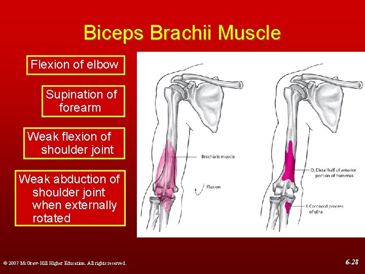 Biceps Brachii Muscle Flexion of elbow Supination of forearm Weak flexion of shoulder joint