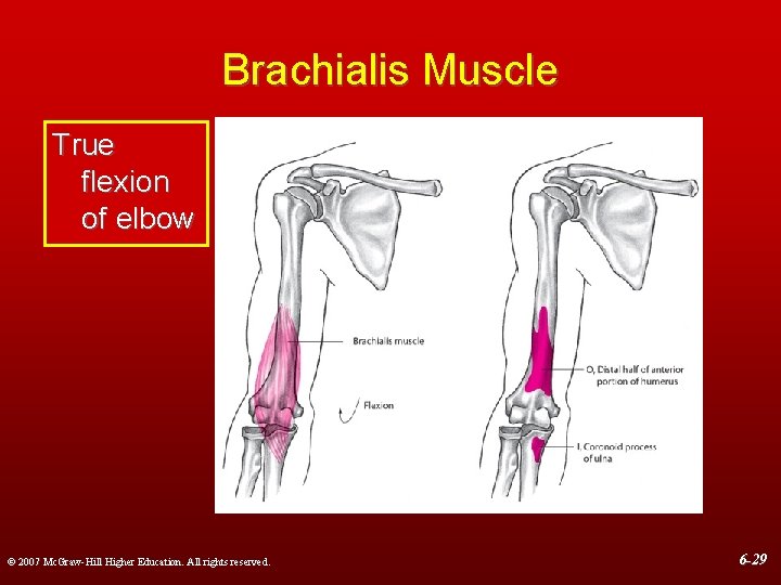 Brachialis Muscle True flexion of elbow © 2007 Mc. Graw-Hill Higher Education. All rights