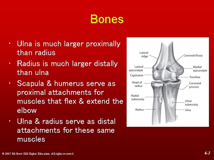 Bones • Ulna is much larger proximally than radius • Radius is much larger