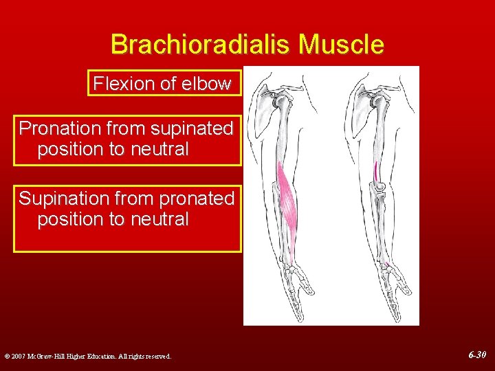 Brachioradialis Muscle Flexion of elbow Pronation from supinated position to neutral Supination from pronated