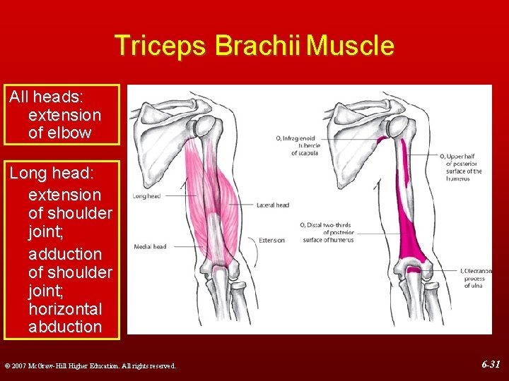 Triceps Brachii Muscle All heads: extension of elbow Long head: extension of shoulder joint;