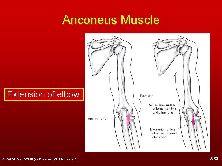 Anconeus Muscle Extension of elbow © 2007 Mc. Graw-Hill Higher Education. All rights reserved.