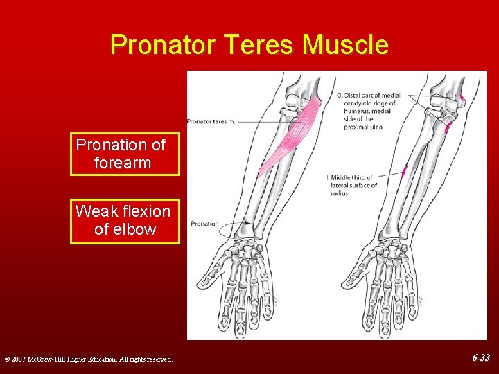 Pronator Teres Muscle Pronation of forearm Weak flexion of elbow © 2007 Mc. Graw-Hill