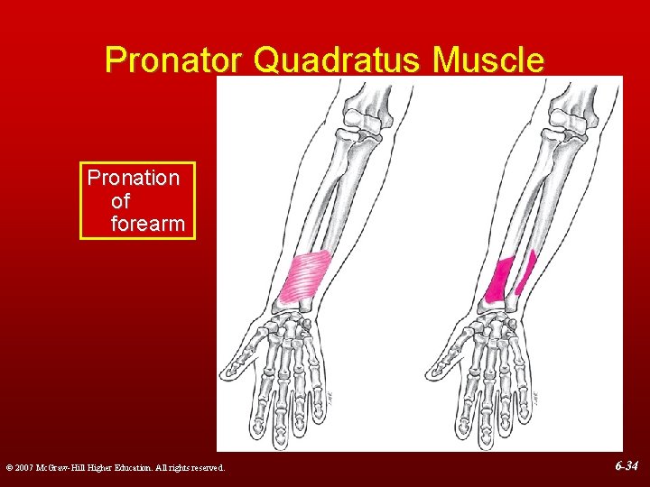 Pronator Quadratus Muscle Pronation of forearm © 2007 Mc. Graw-Hill Higher Education. All rights