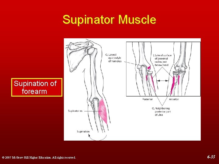 Supinator Muscle Supination of forearm © 2007 Mc. Graw-Hill Higher Education. All rights reserved.