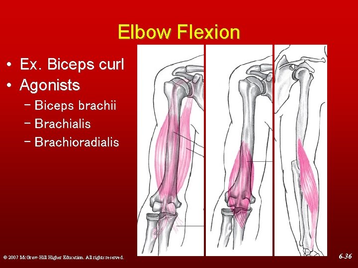 Elbow Flexion • Ex. Biceps curl • Agonists – Biceps brachii – Brachialis –