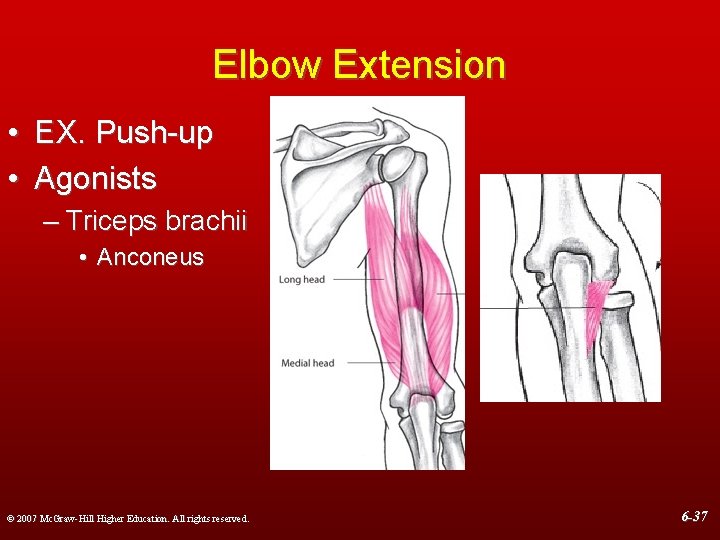 Elbow Extension • EX. Push-up • Agonists – Triceps brachii • Anconeus © 2007