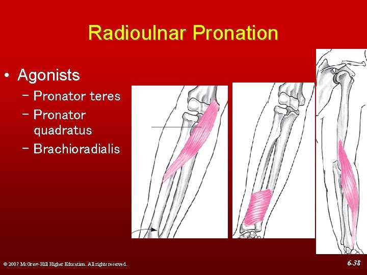 Radioulnar Pronation • Agonists – Pronator teres – Pronator quadratus – Brachioradialis © 2007