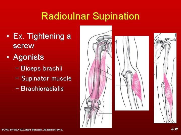 Radioulnar Supination • Ex. Tightening a screw • Agonists – Biceps brachii – Supinator