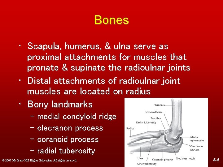 Bones • Scapula, humerus, & ulna serve as proximal attachments for muscles that pronate
