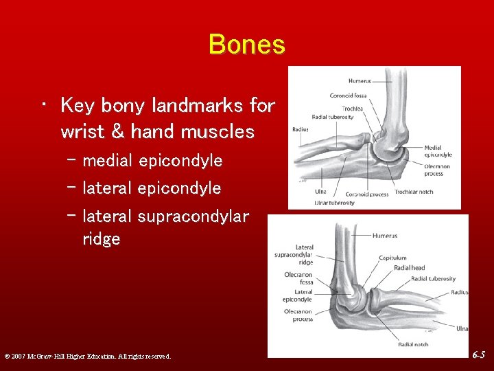 Bones • Key bony landmarks for wrist & hand muscles – medial epicondyle –